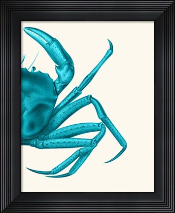 Framed Contrasting Crab in Turquoise a Print
