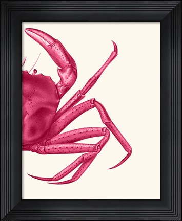 Framed Contrasting Crab in Pink b Print