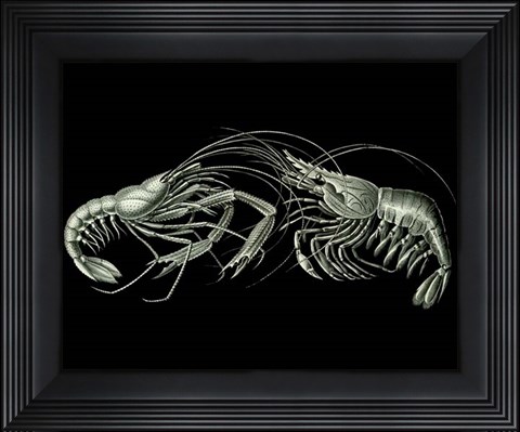 Framed Shrimps On Black Print