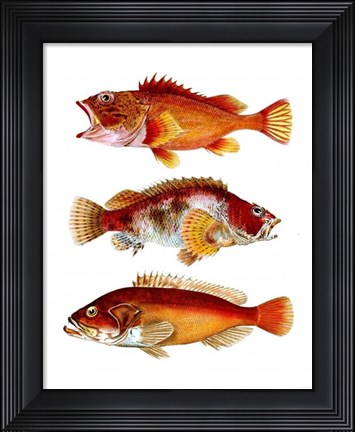 Framed Orange Fish Trio Print