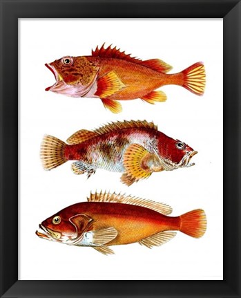 Framed Orange Fish Trio Print