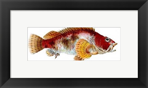 Framed Orange Fish Trio Print