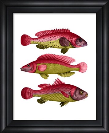 Framed Red and Yellow Fantasy Fish Trio Print