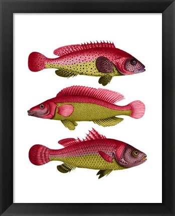 Framed Red and Yellow Fantasy Fish Trio Print