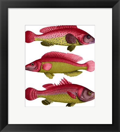 Framed Red and Yellow Fantasy Fish Trio Print