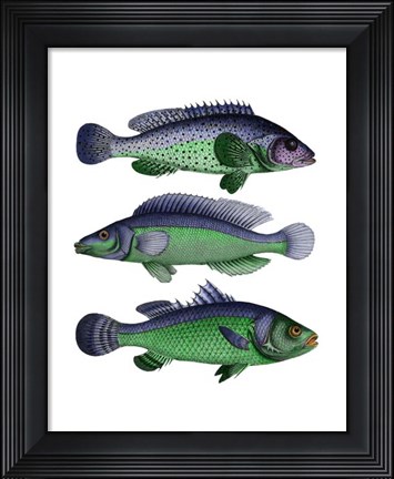 Framed Blue and Green Fish Trio Print
