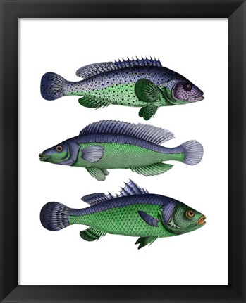 Framed Blue and Green Fish Trio Print