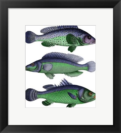 Framed Blue and Green Fish Trio Print