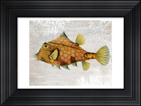 Framed Gold Turret Fish Print