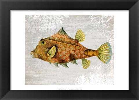 Framed Gold Turret Fish Print