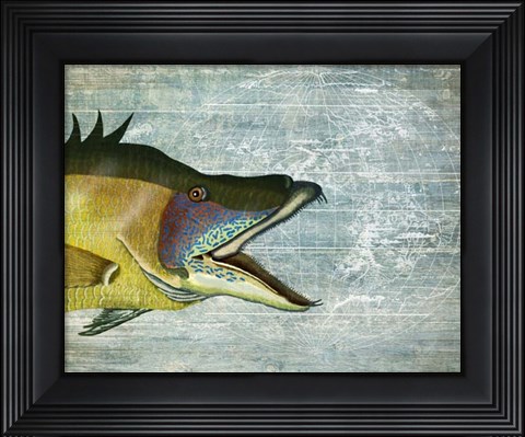 Framed Hog Fish print on nautical map image Print