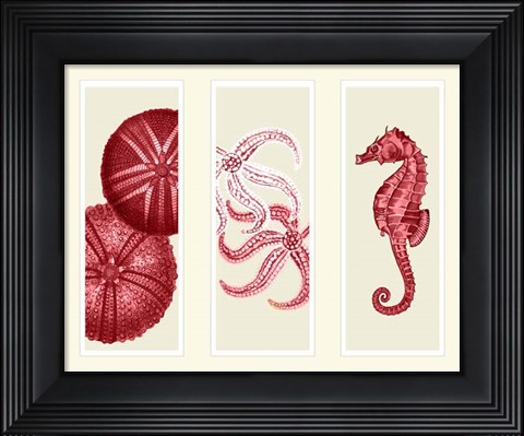 Framed Three Panel Print Sea Urchin Starfish and Seahorse in Red Print