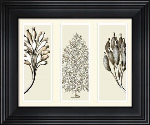 Framed Trio Sea Sponges on 3 Panels Print