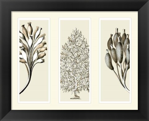 Framed Trio Sea Sponges on 3 Panels Print
