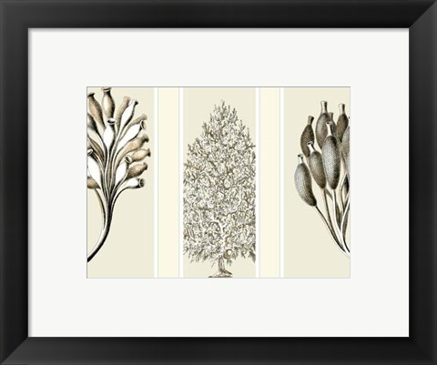 Framed Trio Sea Sponges on 3 Panels Print