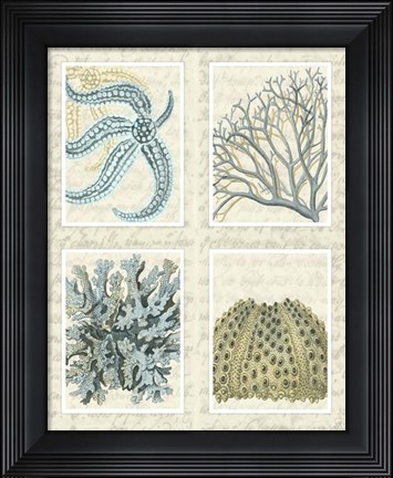 Framed Blue Corals On Vintage Script in 4 Panels Print