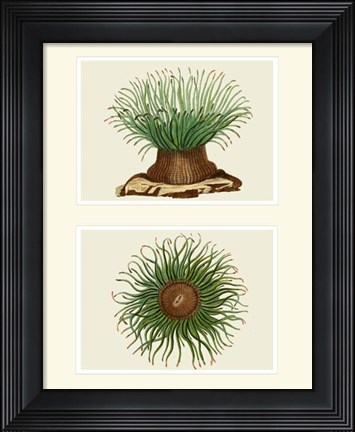 Framed Green Sea Anemone on 2 panels Print