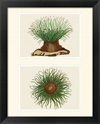 Framed Green Sea Anemone on 2 panels Print