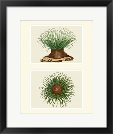 Framed Green Sea Anemone on 2 panels Print