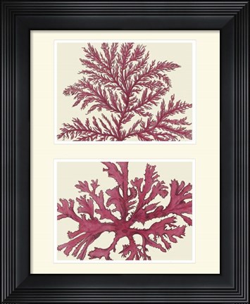 Framed Pink Seaweed print on 2 Panels Print