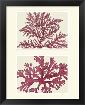 Framed Pink Seaweed print on 2 Panels Print