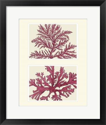 Framed Pink Seaweed print on 2 Panels Print