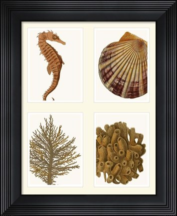 Framed Seahorse coral and shell on 4 Panels Print