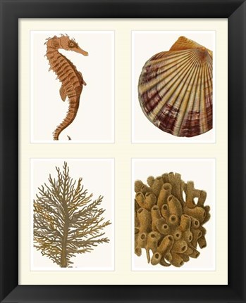 Framed Seahorse coral and shell on 4 Panels Print