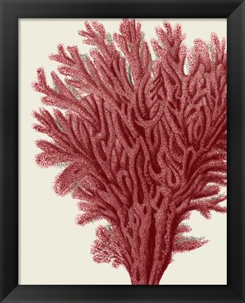 Framed Red Corals 2 a Print