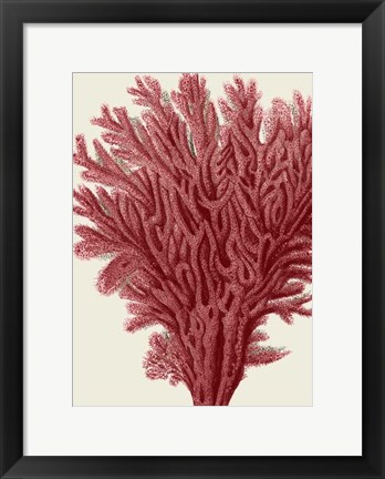 Framed Red Corals 2 a Print