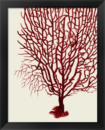 Framed Red Corals 2 b Print