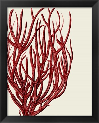 Framed Red Corals 2 c Print
