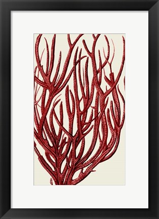 Framed Red Corals 2 c Print