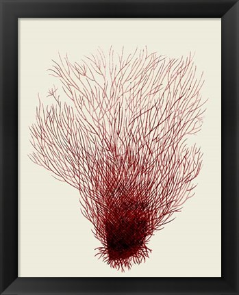 Framed Red Corals 2 d Print