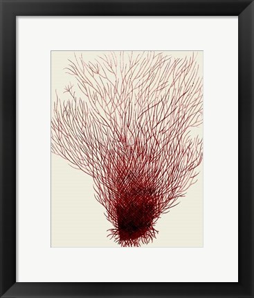 Framed Red Corals 2 d Print