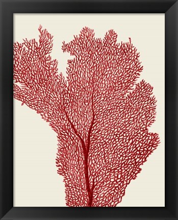Framed Red Corals 2 e Print