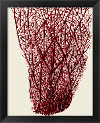 Framed Red Corals 2 f Print
