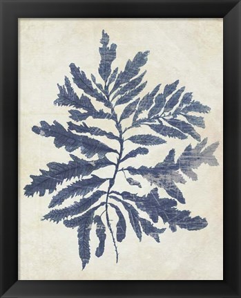 Framed Indigo Blue Seaweed 2 b Print