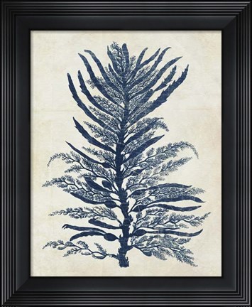 Framed Indigo Blue Seaweed 1 b Print