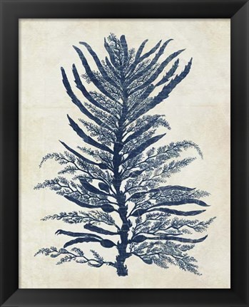 Framed Indigo Blue Seaweed 1 b Print