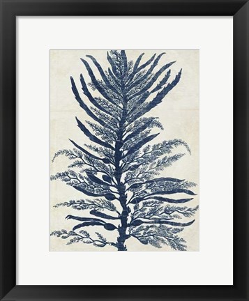Framed Indigo Blue Seaweed 1 b Print