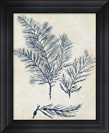 Framed Indigo Blue Seaweed 3 a Print