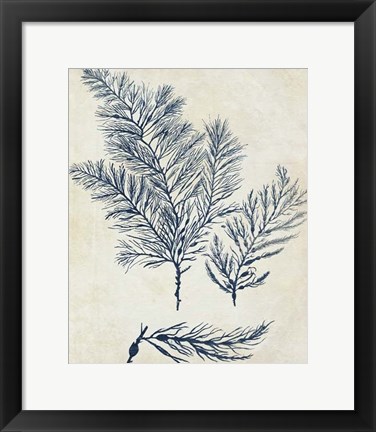 Framed Indigo Blue Seaweed 3 a Print