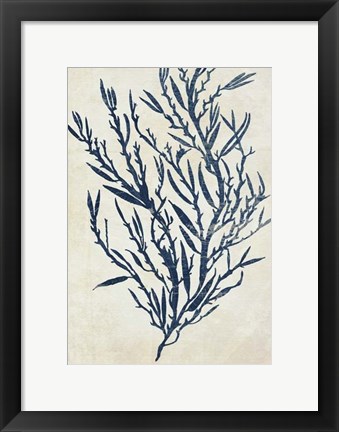 Framed Indigo Blue Seaweed 3 b Print