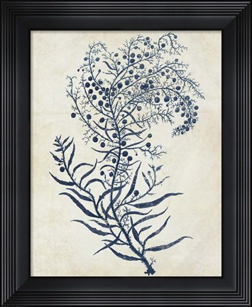 Framed Indigo Blue Seaweed 3 c Print