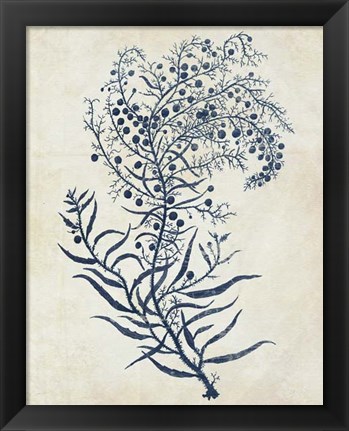 Framed Indigo Blue Seaweed 3 c Print