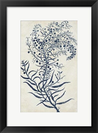 Framed Indigo Blue Seaweed 3 c Print