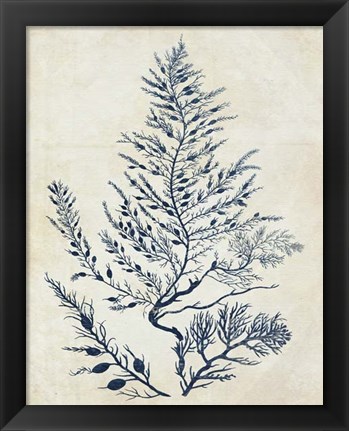 Framed Indigo Blue Seaweed 3 d Print