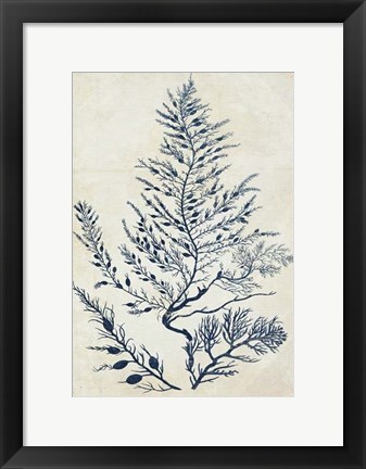 Framed Indigo Blue Seaweed 3 d Print