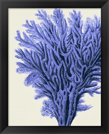 Framed Blue Corals 2 a Print